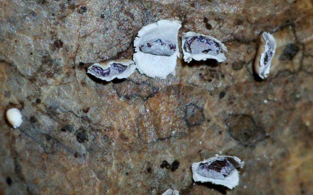 Physarum hongkongense